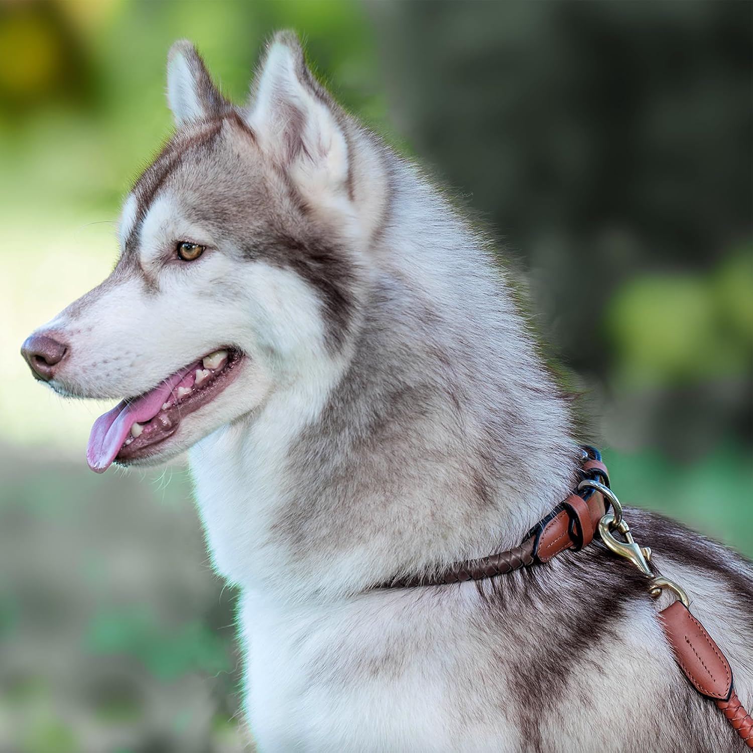 Braided Rolled Drum Dyed (DD) Leather Dog Collar & Leash