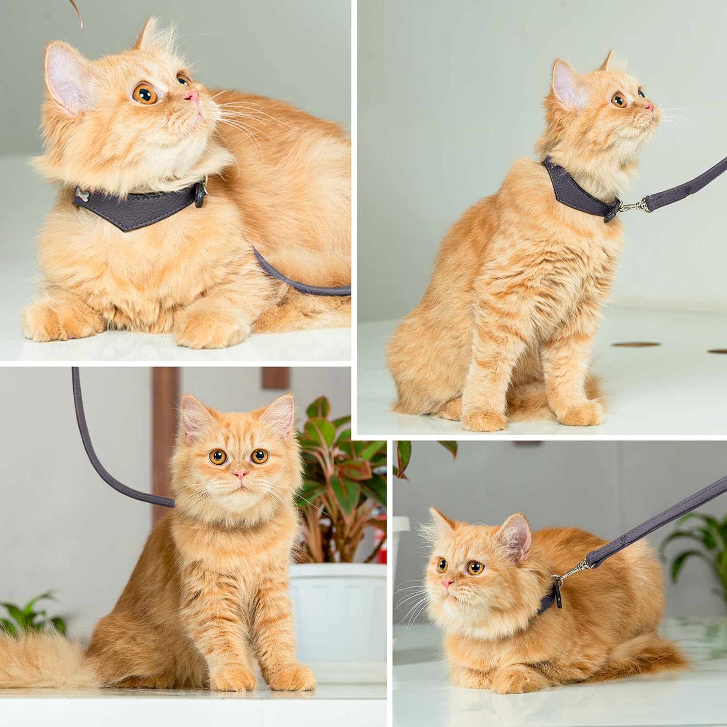 Adil’S Leather Cat Collar & Leash Set Combo - Stylish Single Bone Studded Design Collar, Genuine Leather, Adjustable Buckle & Secure 5ft Leash for Outdoor Activity (Brown)