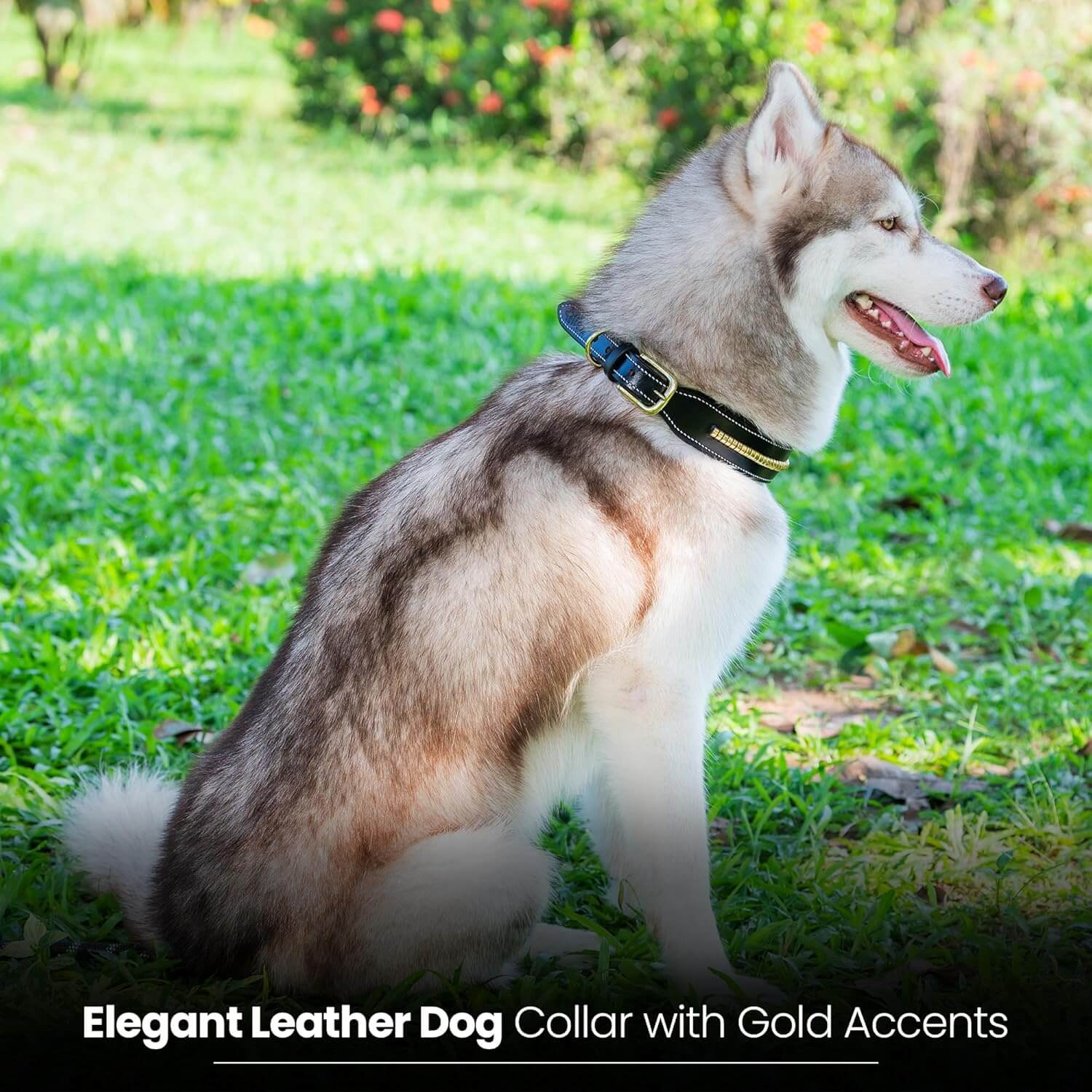 Adil's Genuine Leather 1.5" Mid Chain Dog Collar for Medium to Large Dogs