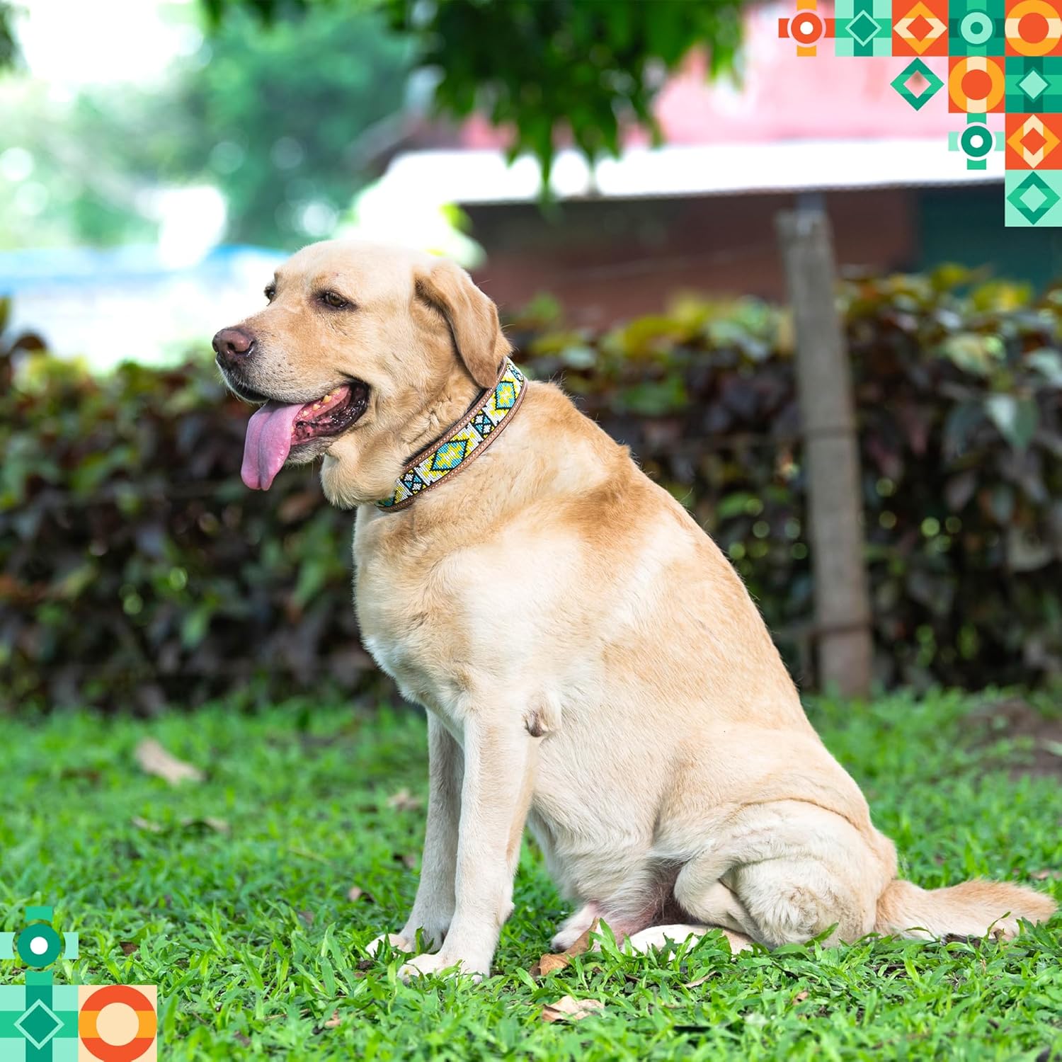 Adil’s Beaded Leather Dog Collar, Hand Tooled Adjustable with Strong Metal Buckle