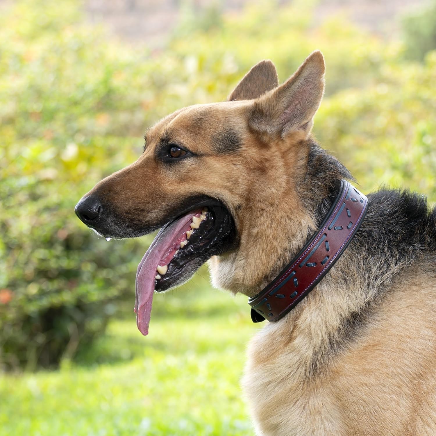 Adil's Leather Dog Collar with Metal Buckle & D-Ring - Red & Navy Blue Design