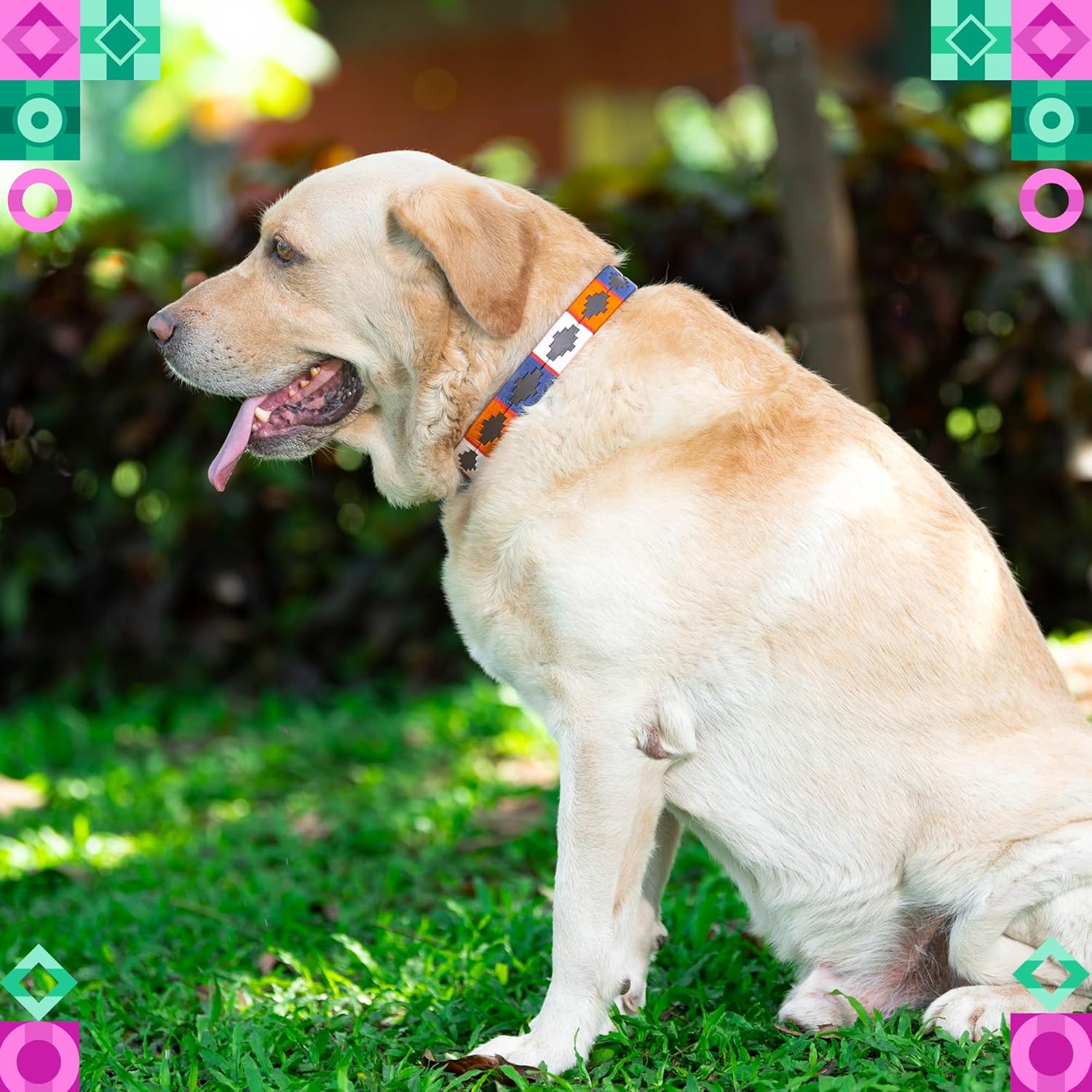 Adil's Multi-Color Leather Polo Dog Collar with Metal Buckle – 1 Inch Wide