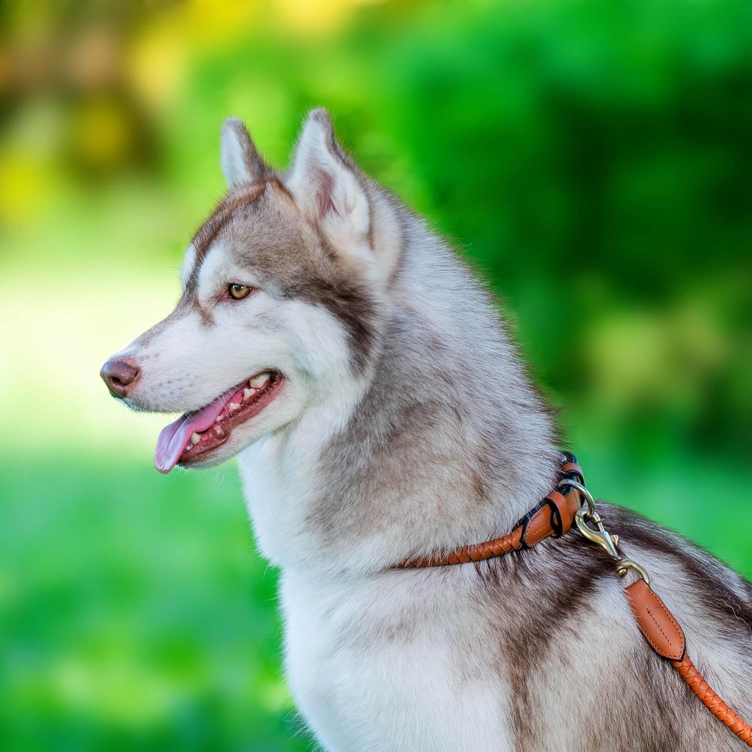 Braided Rolled Drum Dyed (DD) Leather Dog Collar & Leash
