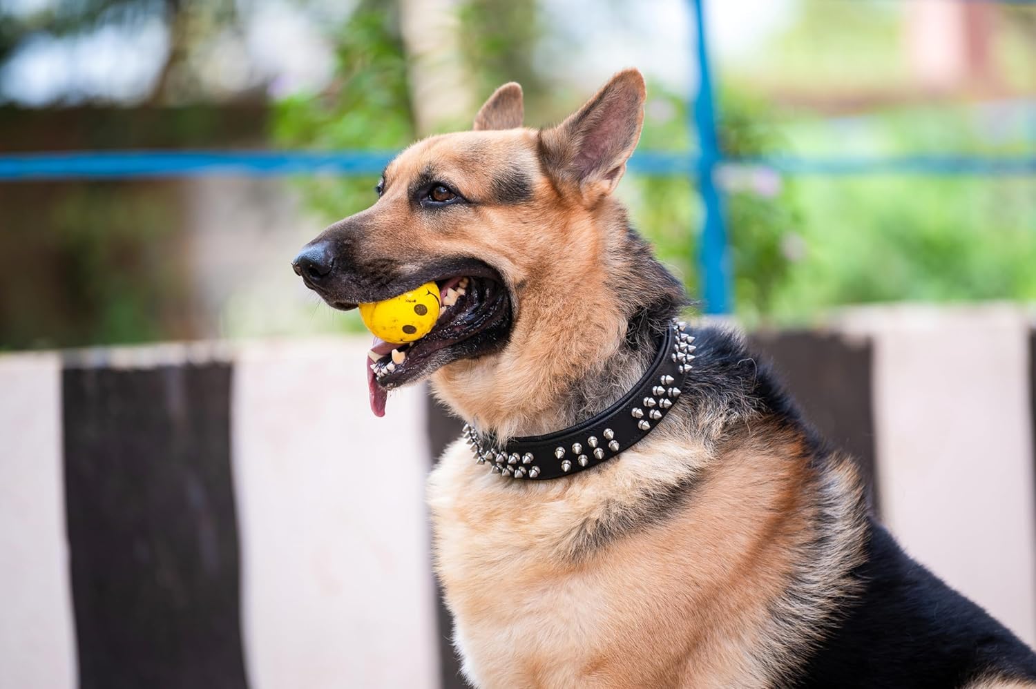 ADIL'S Leather Dog Collar With Spike, Adjustable Metal Buckle Studded Collars For Small, Medium, & Large Dog With D Ring, Width: 38Mm