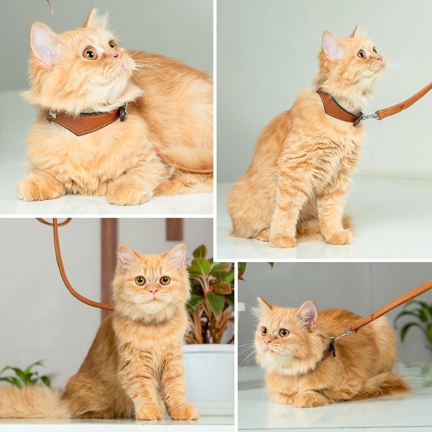 Adil’S Leather Cat Collar & Leash Set Combo - Stylish Single Bone Studded Design Collar, Genuine Leather, Adjustable Buckle & Secure 5ft Leash for Outdoor Activity (Brown)