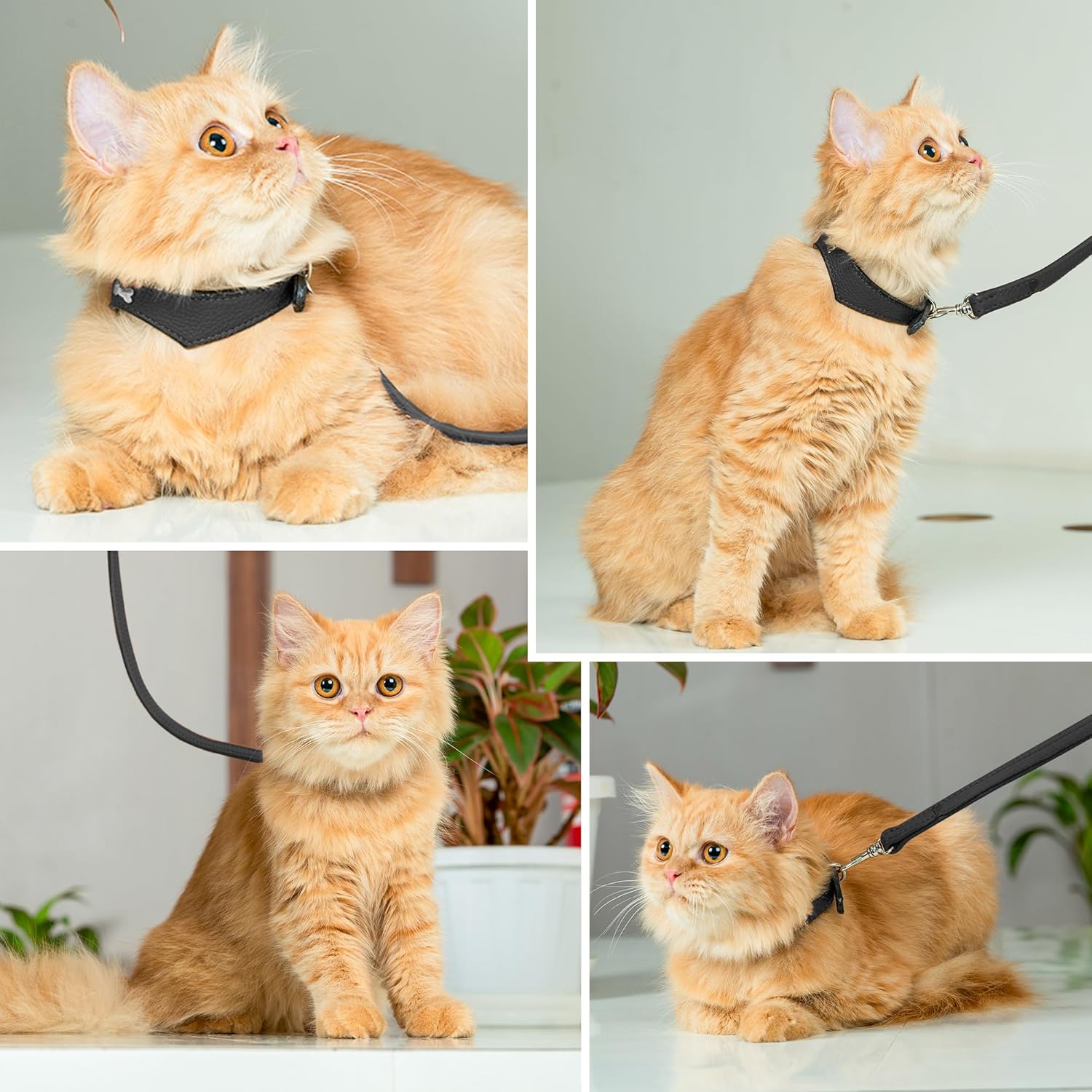 Adil’S Leather Cat Collar & Leash Set Combo - Stylish Single Bone Studded Design Collar, Genuine Leather, Adjustable Buckle & Secure 5ft Leash for Outdoor Activity (Brown)