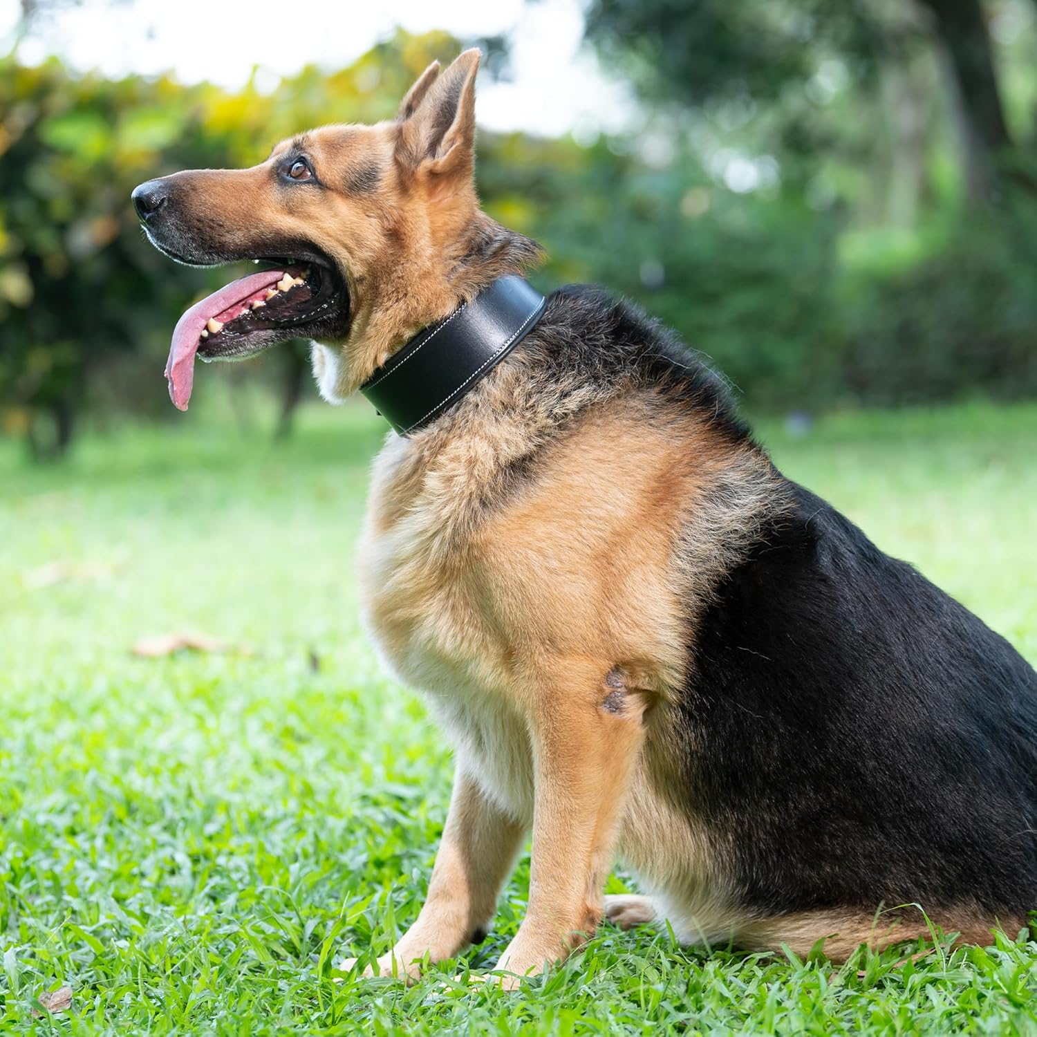 Handmade Leather Plain Dog Collar, Adjustable Leather Dog Collar with Strong Metal Buckle