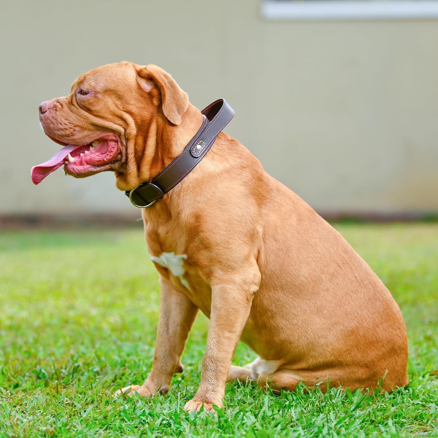 Adil’S Dog Genuine Leather Dog Collar with Strap Handle for Medium & Large Dogs, Adjustable Heavy Duty Handle Dog Collar with Double pin Buckle, Neck Size (12 to 26) inches, Brown