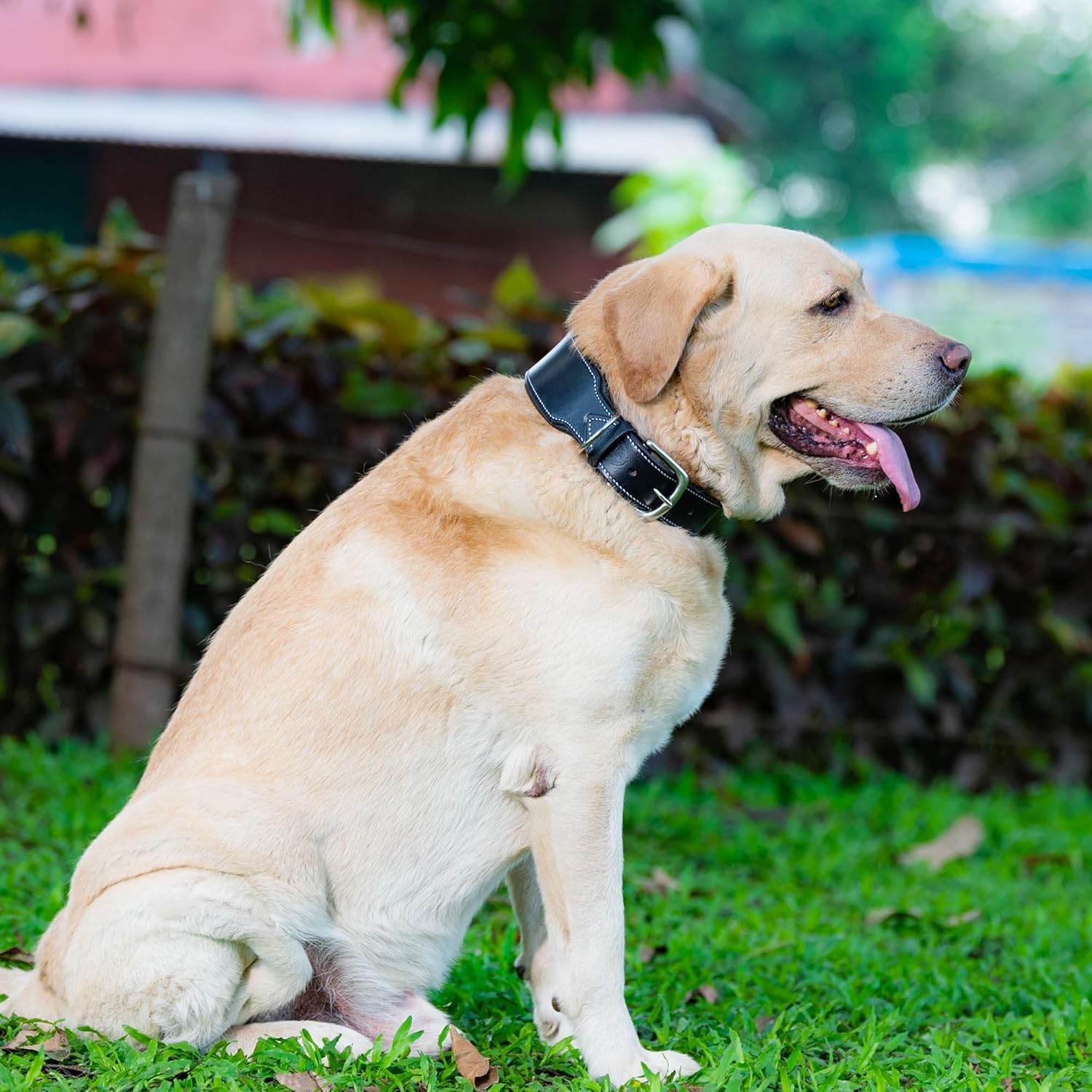 Adil’S Colour Padding Leather Dog Collar 2.25 Inches Width, Heavy Duty, Adjustable Leather Handmade Dog Collar with Strong Metal Buckle, Neck Size: 16” to 26” (Black, M)
