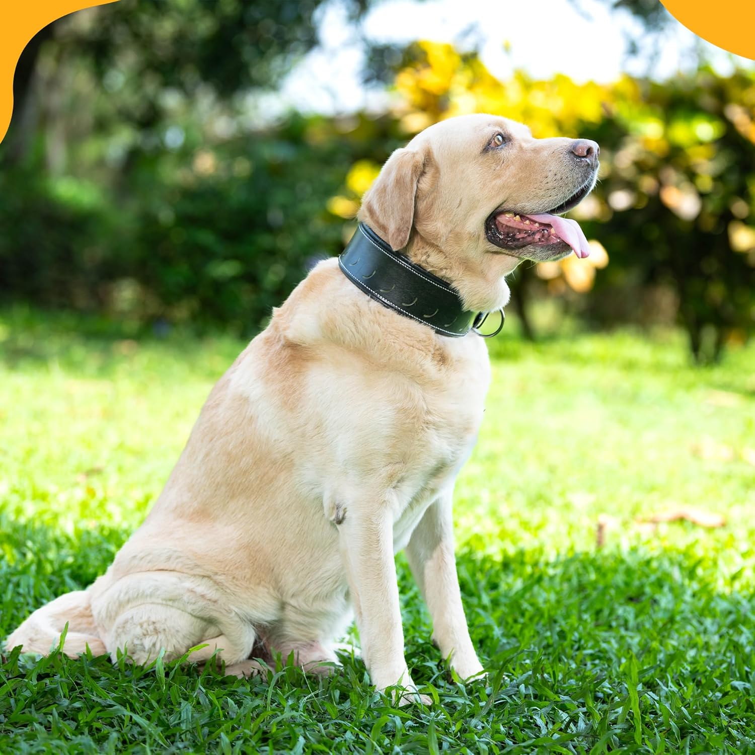 Adil’S Tooling Half Moon Cut Tooled Dog Collar 2.25INCH Width Suitable for Medium & Large Dogs, Hand Tooled Leather Dog Collar with Sturdy Hardware & Classic Design