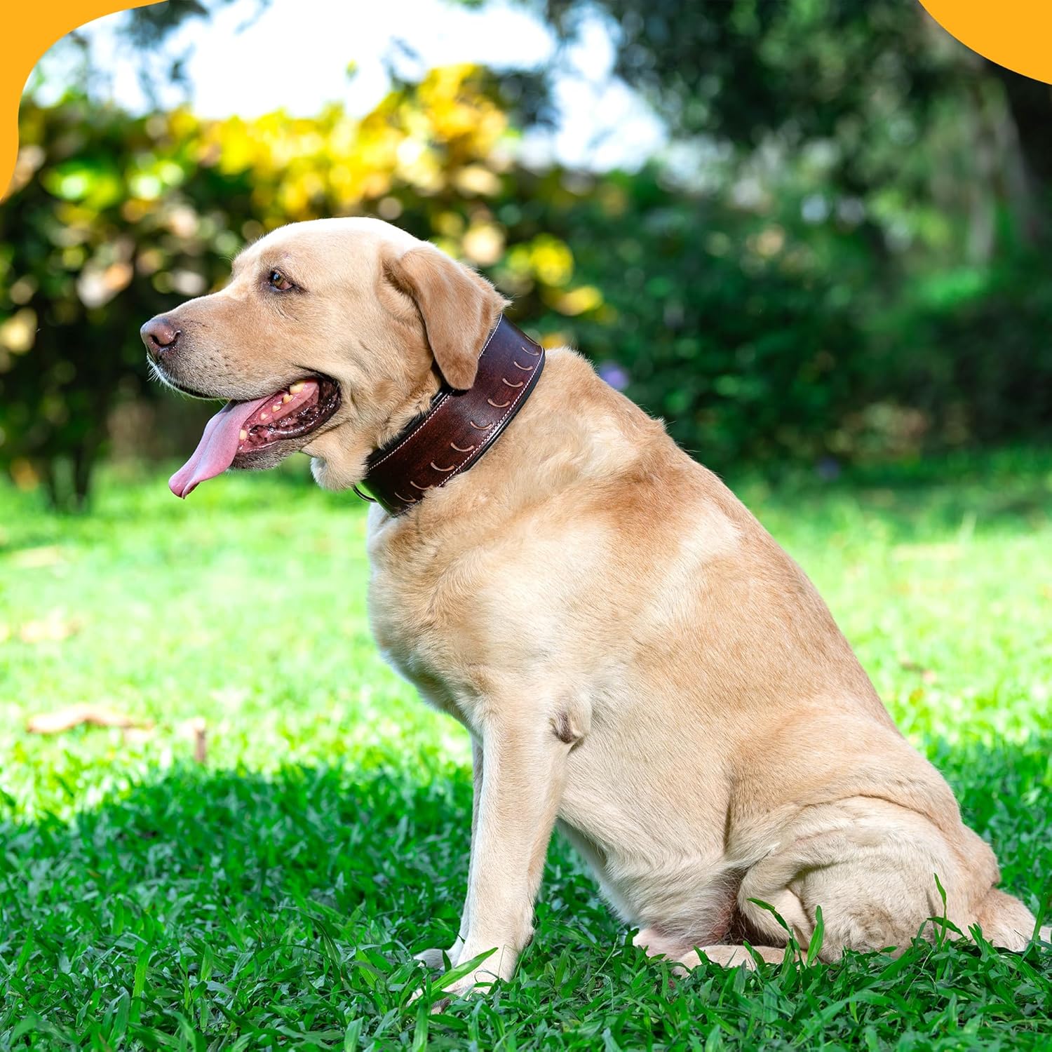 Adil’S Tooling Half Moon Cut Tooled Dog Collar 2.25INCH Width Suitable for Medium & Large Dogs, Hand Tooled Leather Dog Collar with Sturdy Hardware & Classic Design