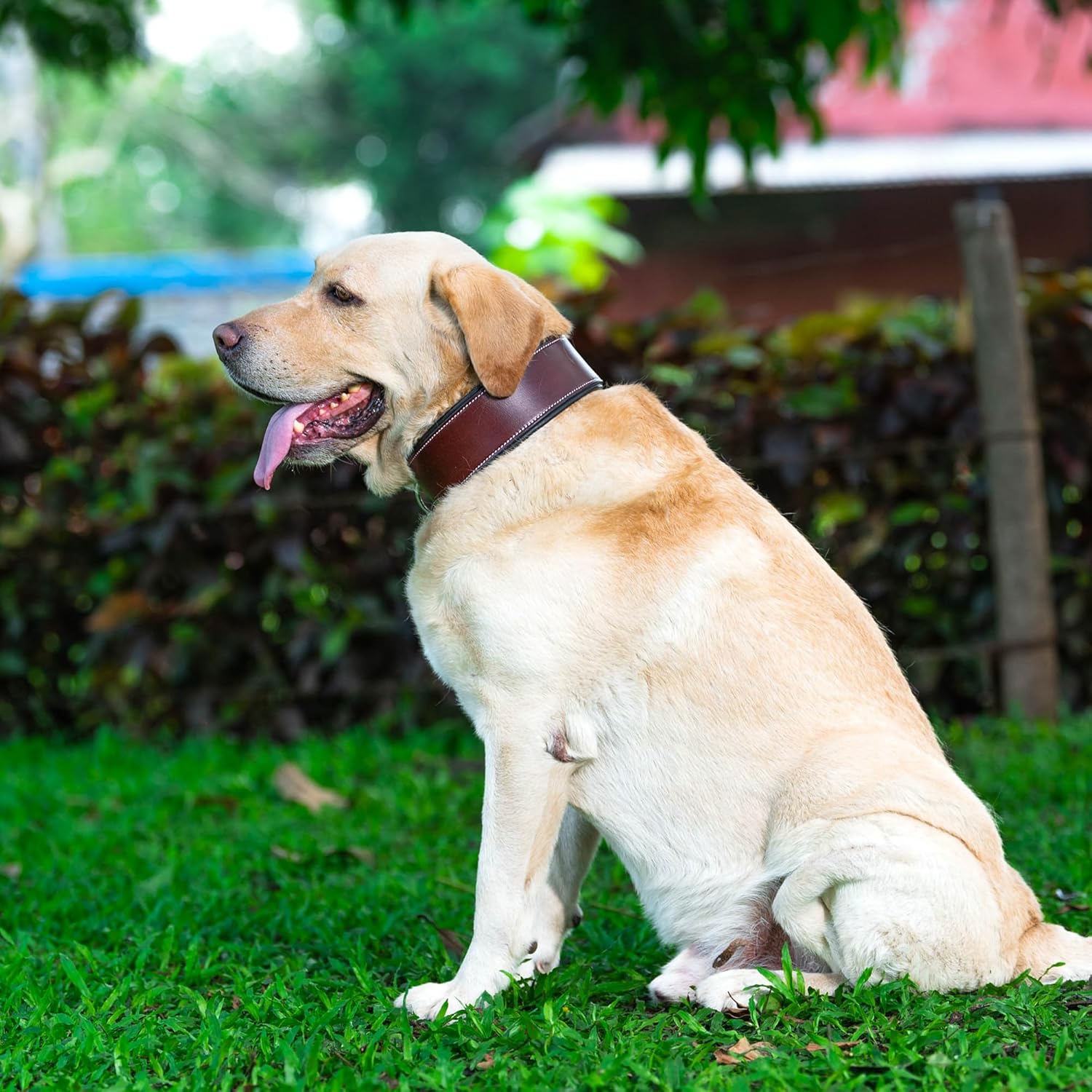 Adil’S Colour Padding Leather Dog Collar 2.25 Inches Width, Heavy Duty, Adjustable Leather Handmade Dog Collar with Strong Metal Buckle, Neck Size: 16” to 26” (Black, M)