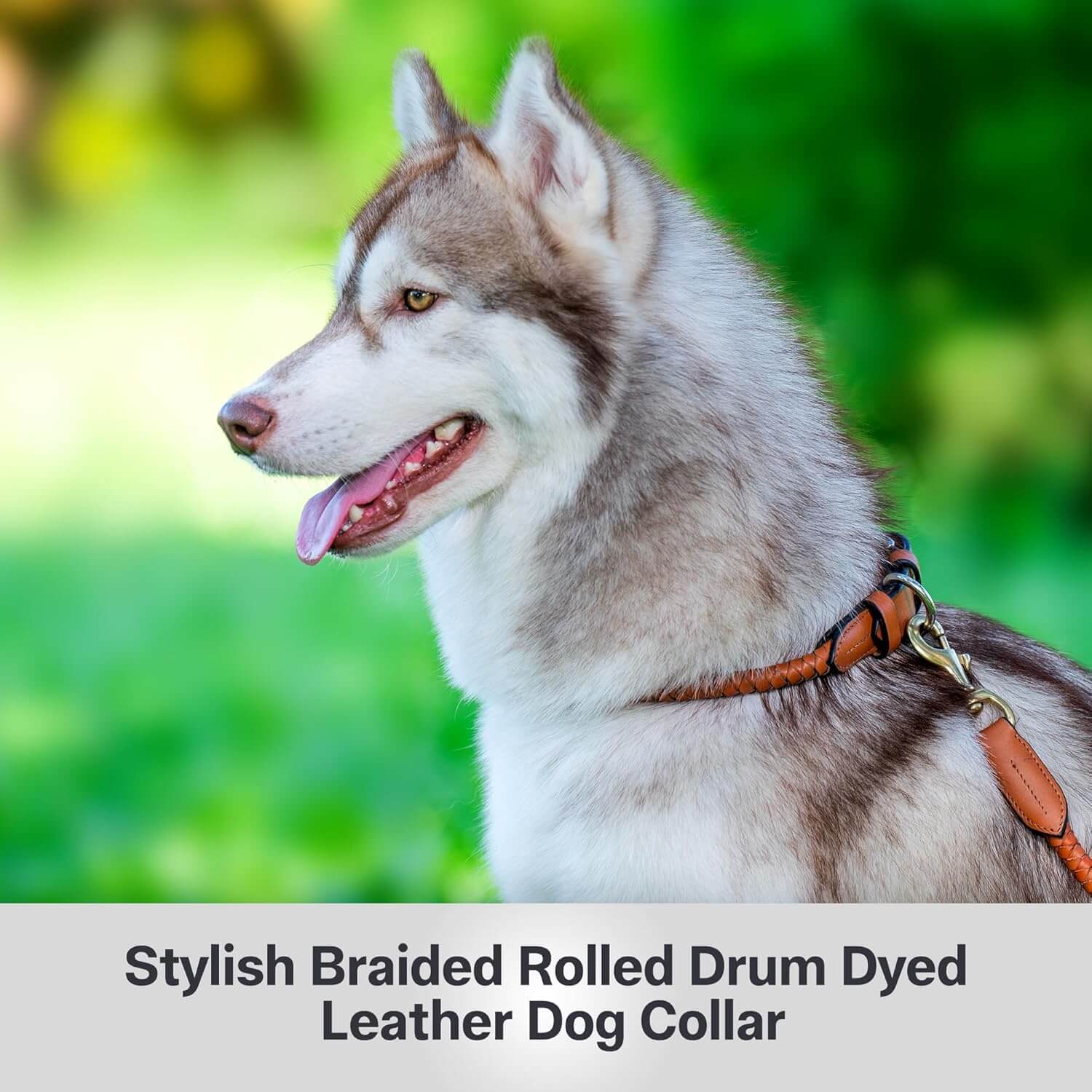 Braided Rolled Drum Dyed (DD) Leather Dog Collar