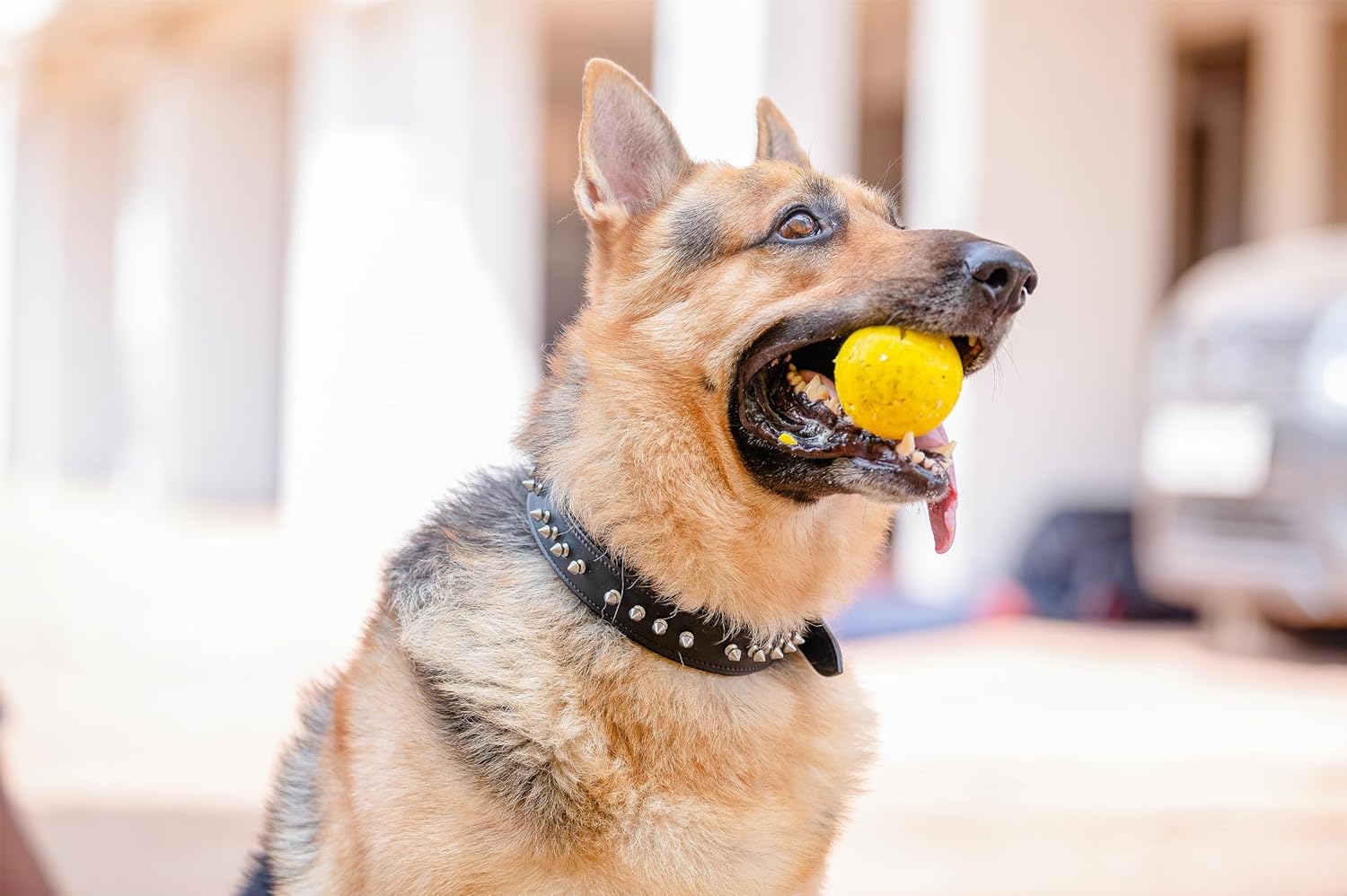 Adil’s Leather Dog Collar 32mm with Spike, Adjustable Metal Buckle Studded Collars for Small, Medium, & Large Dog with D Ring, Width (1”,1.5”,1.25”) Size (14 to 28 in)