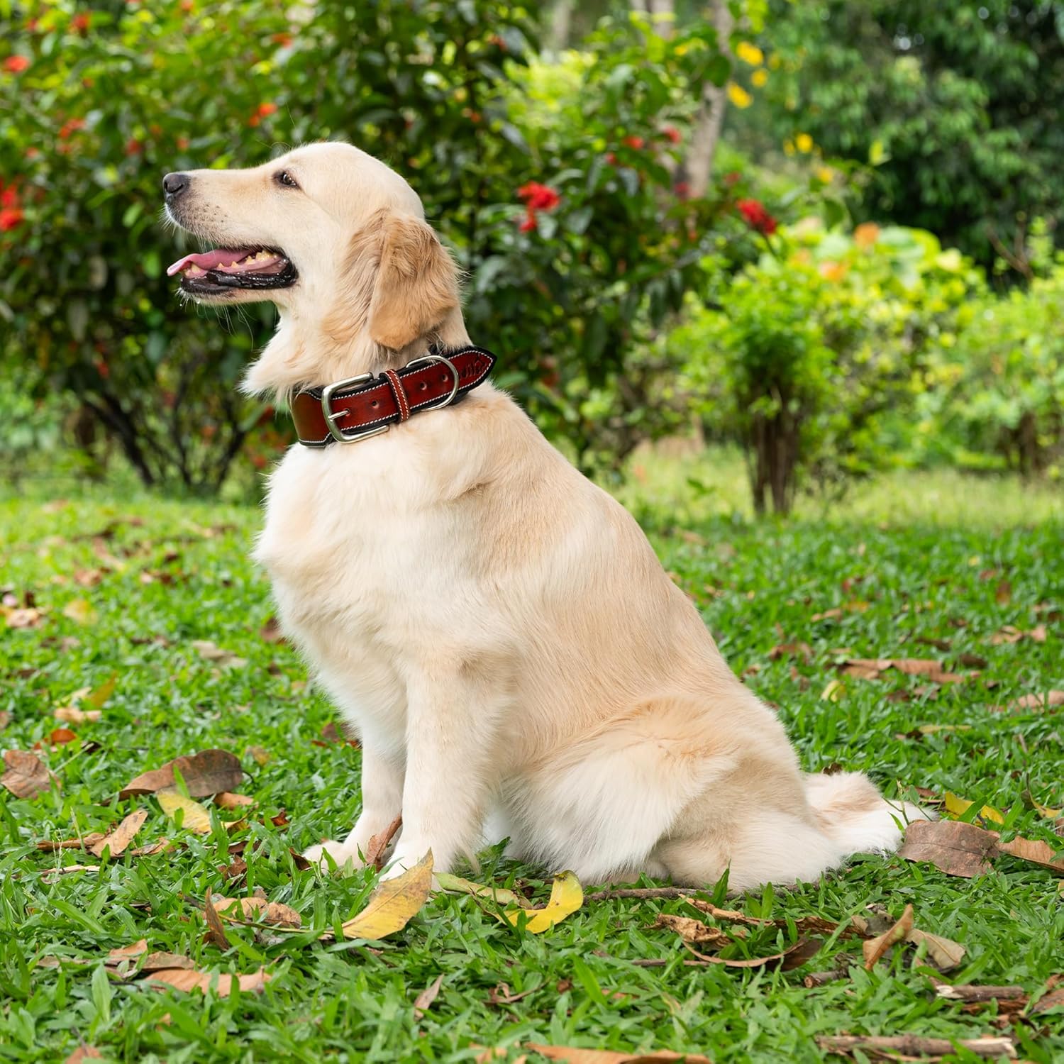 Adil’S supertails Genuine Leather Black Edge Dog Collar 2.5 Inch Width, Heavy Duty, Adjustable Leather Handmade Dog Collar with Strong Metal Buckle, Neck Size: 12” to 26” Color: Orange Brown