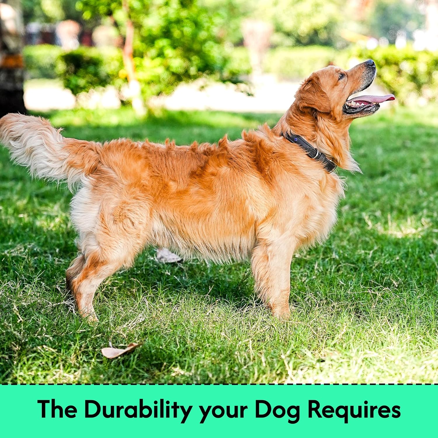 Adil'S Studded Softy Leather Dog Collar 1inch Width Suitable for Small, Medium & Large Dogs with Strong Metal Buckle & D-Ring for leashes