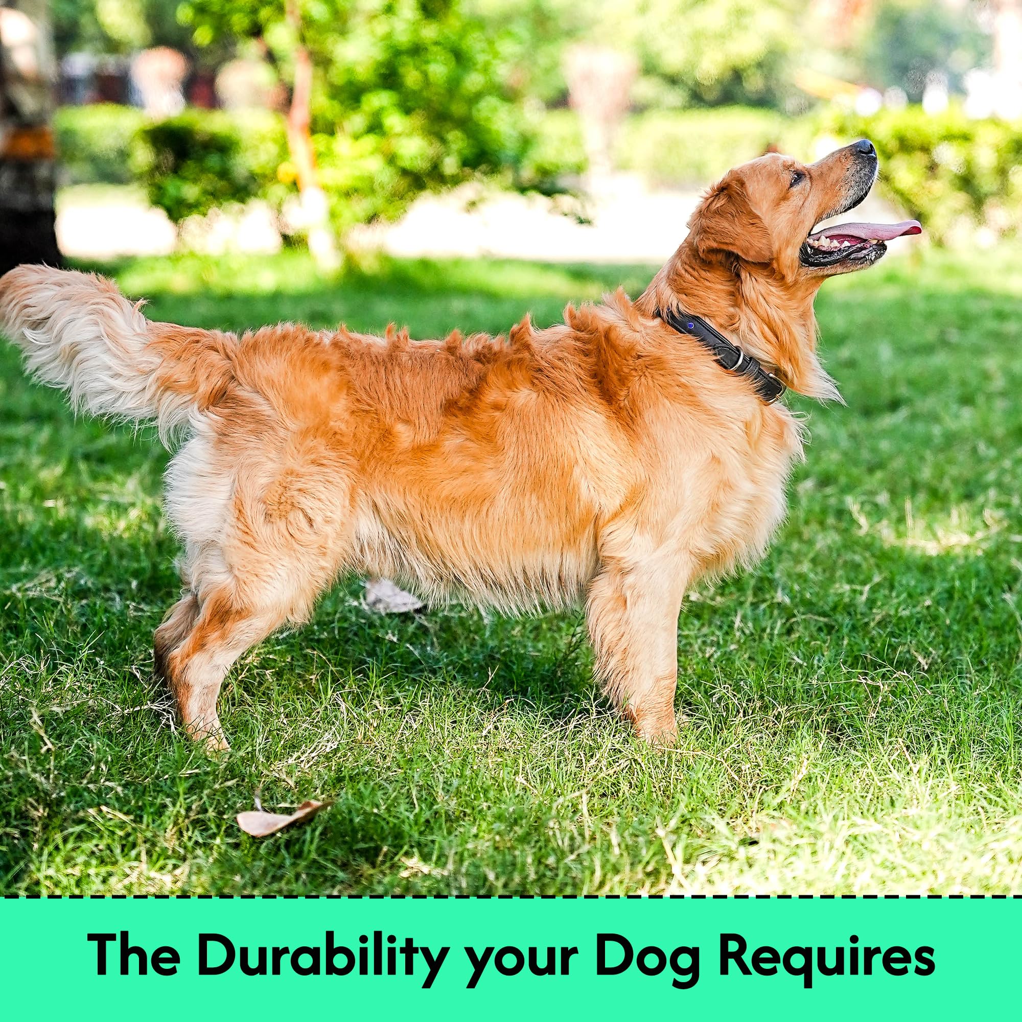 Adil’S Black Studded Softy Leather Dog Collar 1inch Width Suitable for Small, Medium & Large Dogs with Strong Metal Buckle & D-Ring for leashes, Size: S to XL, Brown (S, Black Stud)