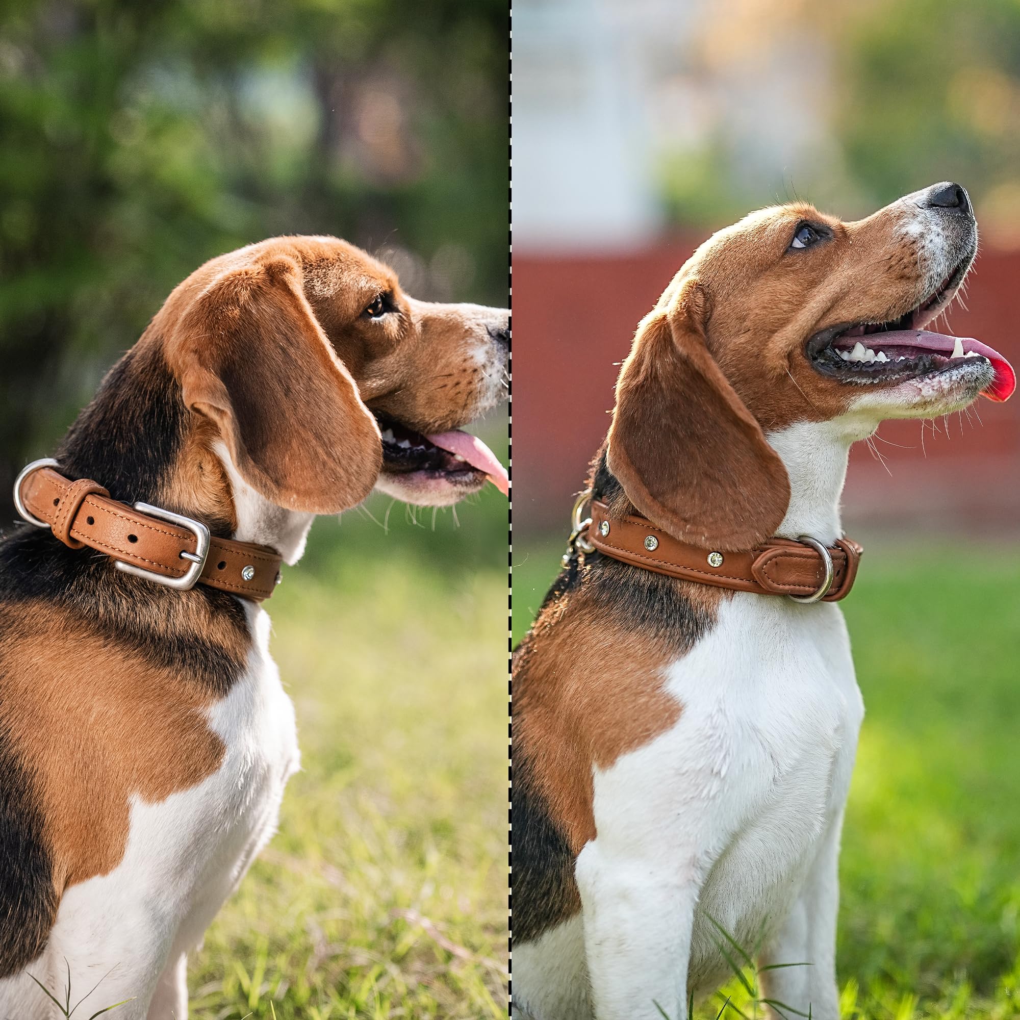 Adil’S Black Studded Softy Leather Dog Collar 1inch Width Suitable for Small, Medium & Large Dogs with Strong Metal Buckle & D-Ring for leashes, Size: S to XL, Brown (S, Black Stud)