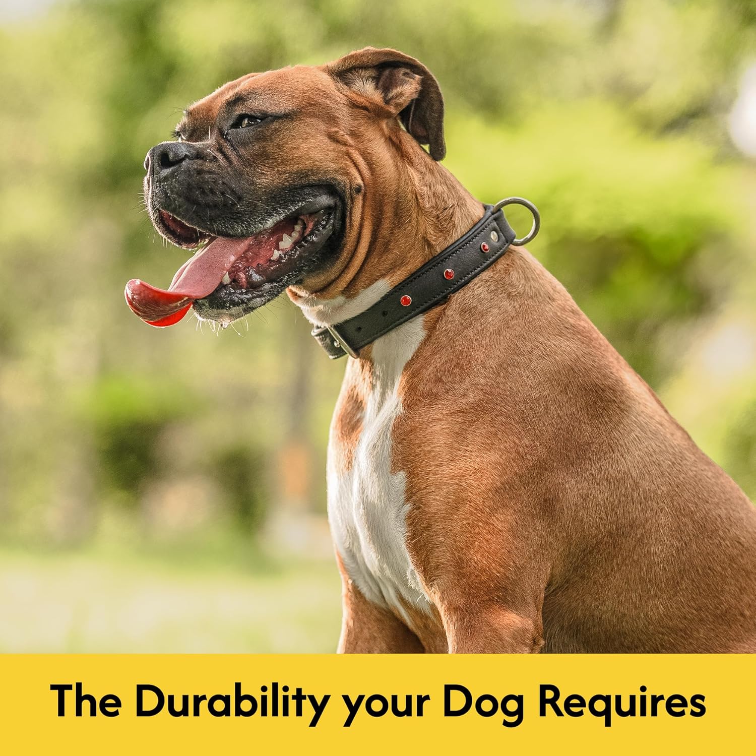 Adil'S Studded Softy Leather Dog Collar 1inch Width Suitable for Small, Medium & Large Dogs with Strong Metal Buckle & D-Ring for leashes