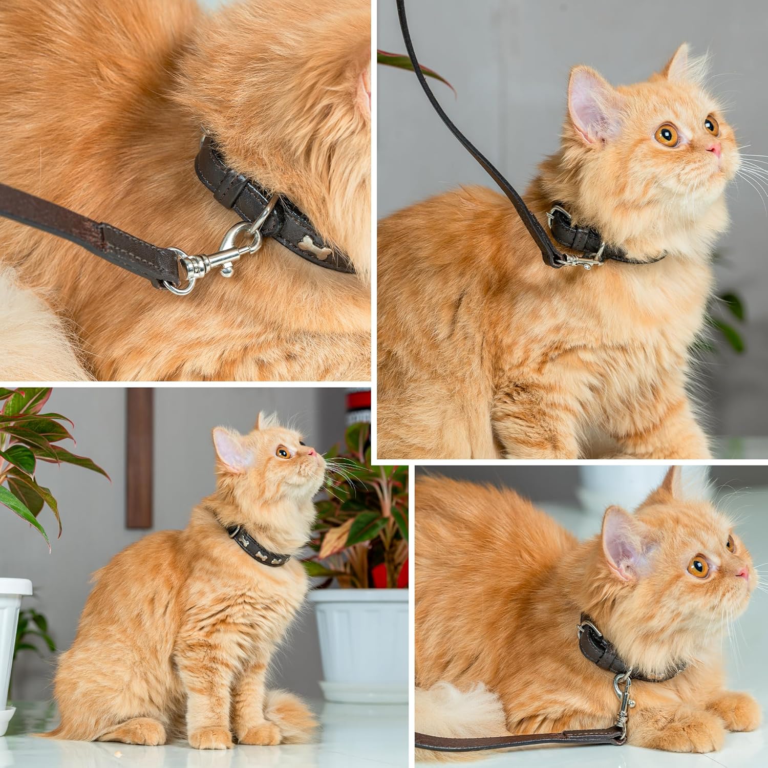 Adil’S Leather Cat Collar & Leash Set - Stylish Six Bone Studded Design Collar, Genuine Leather, Adjustable Buckle & Secure 5ft Leash for Safe and Comfortable Outdoor Activity (Brown)
