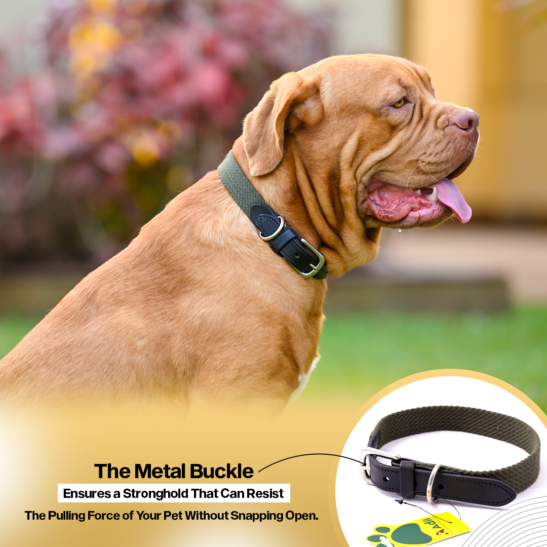 Adil's Plain Cotton with Leather Dog Collar With Adjustable Collar