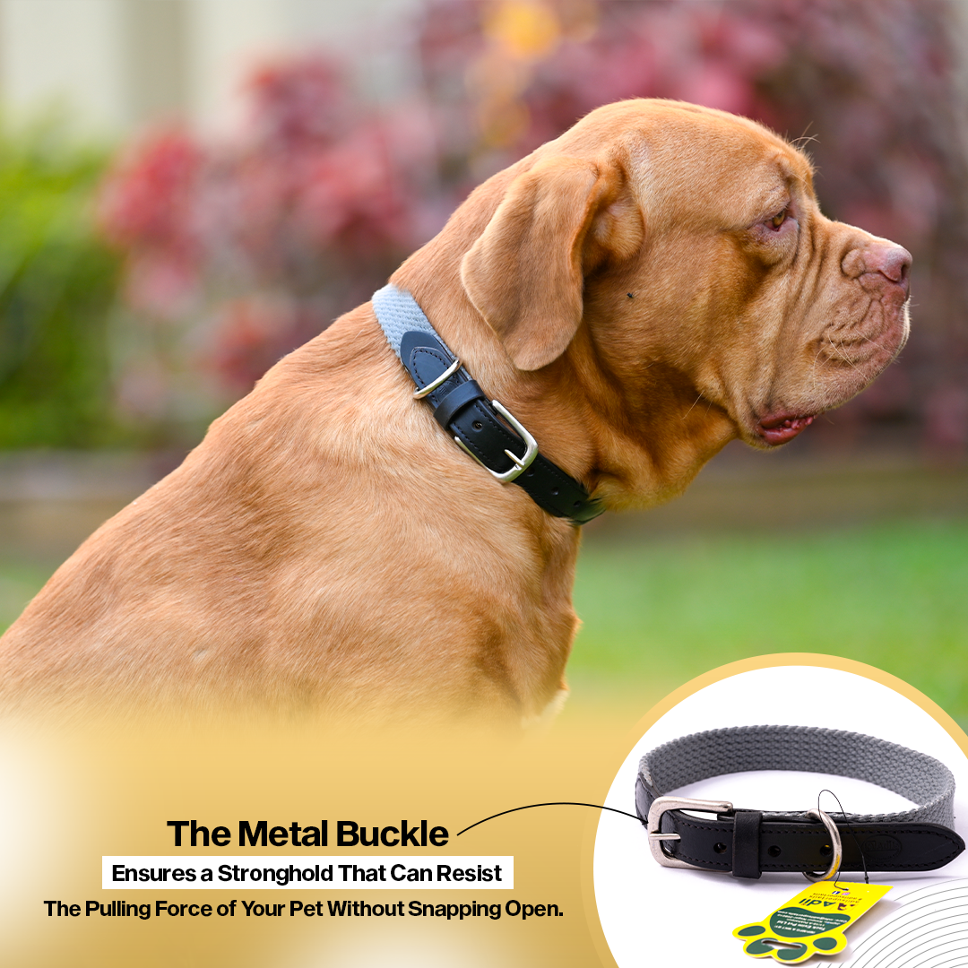 Adil's Plain Cotton with Leather Dog Collar With Adjustable Collar