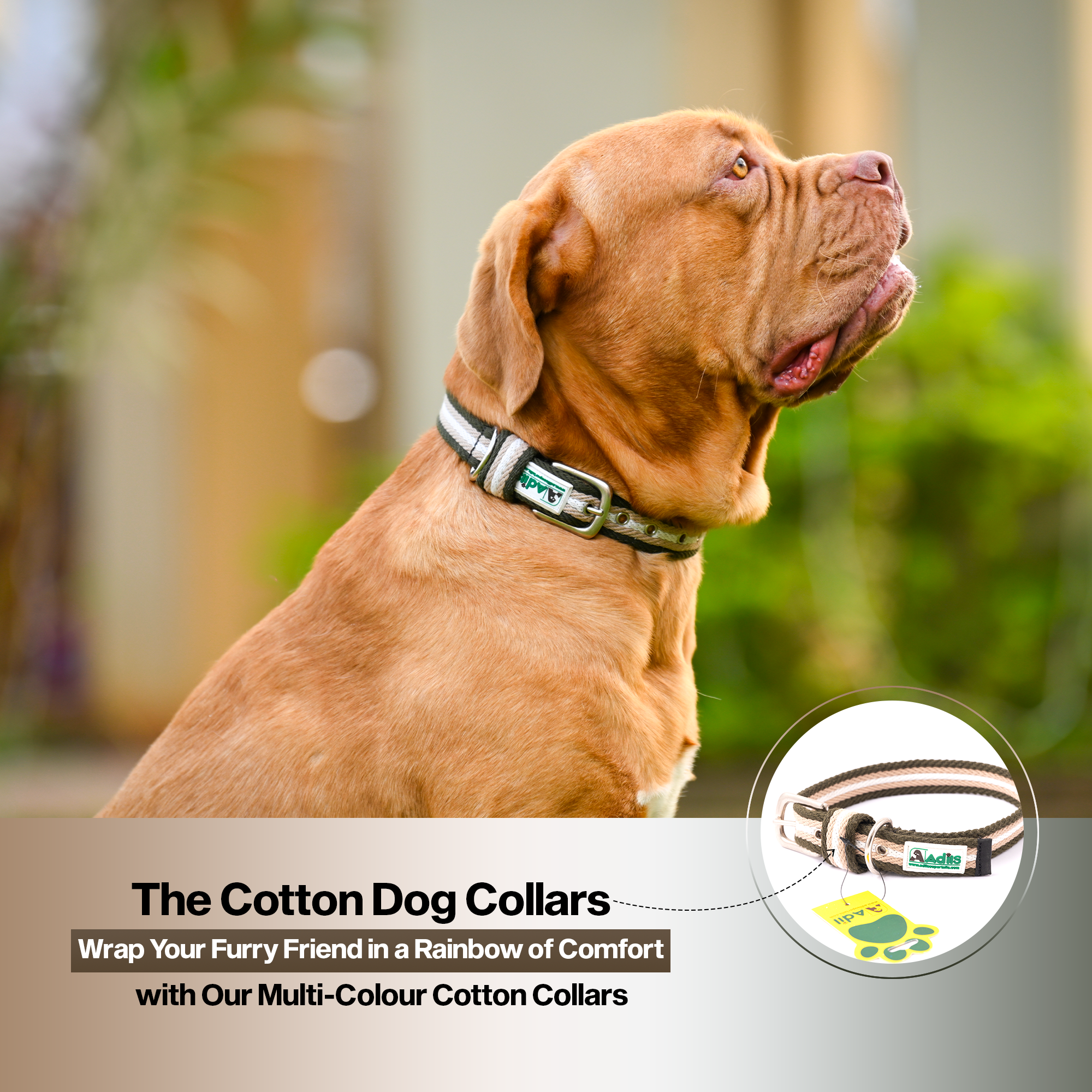 Adil's Multi-Color Cotton Dog Collars – Adjustable Collar with Metal Buckle & D-Ring (1 Inch Wide)