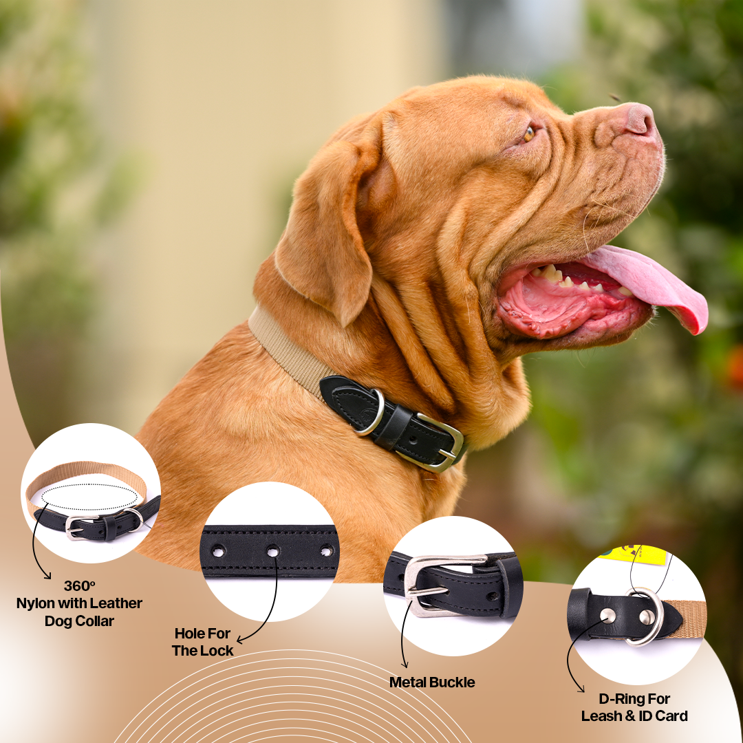 Nylon Dog Collar with Leather finish and Adjustable Metal Buckle