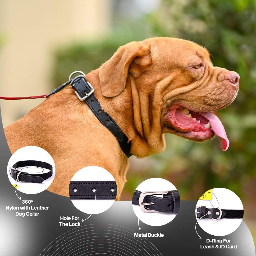 Nylon Dog Collar with Leather finish and Adjustable Metal Buckle