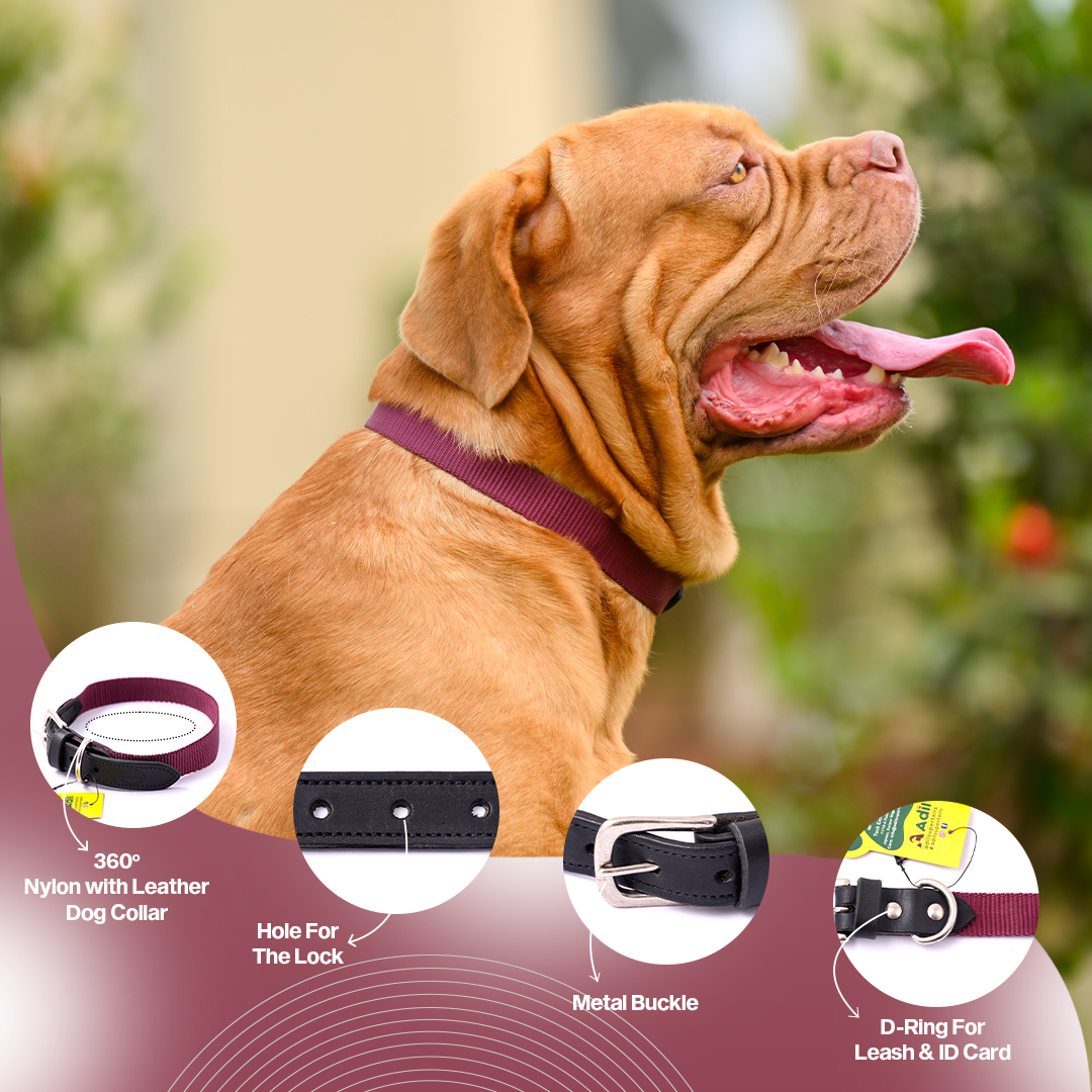 Nylon Dog Collar with Leather finish and Adjustable Metal Buckle