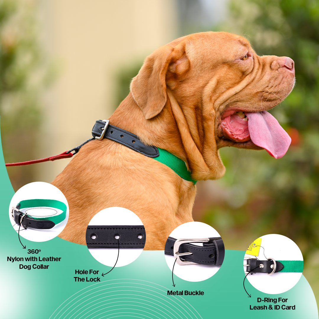 Nylon Dog Collar with Leather finish and Adjustable Metal Buckle