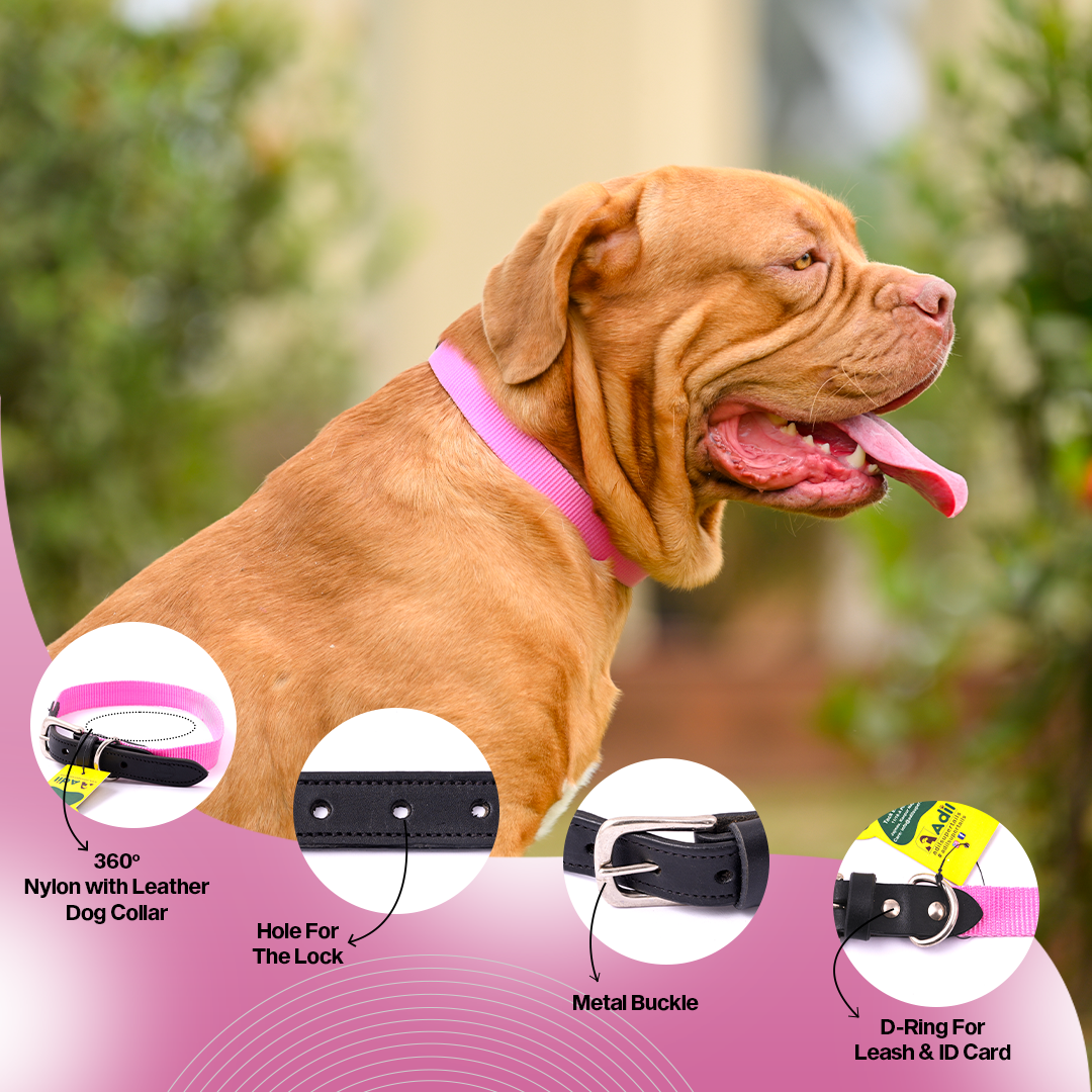 Nylon Dog Collar with Leather finish and Adjustable Metal Buckle