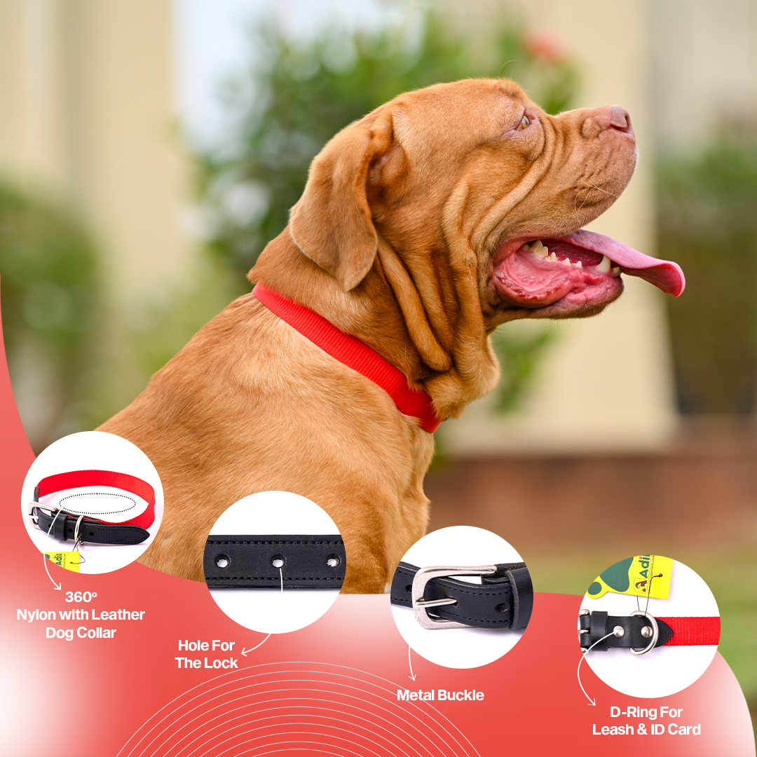 Nylon Dog Collar with Leather finish and Adjustable Metal Buckle