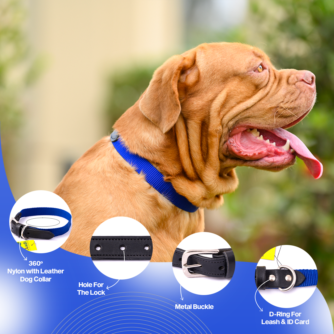 Nylon Dog Collar with Leather finish and Adjustable Metal Buckle