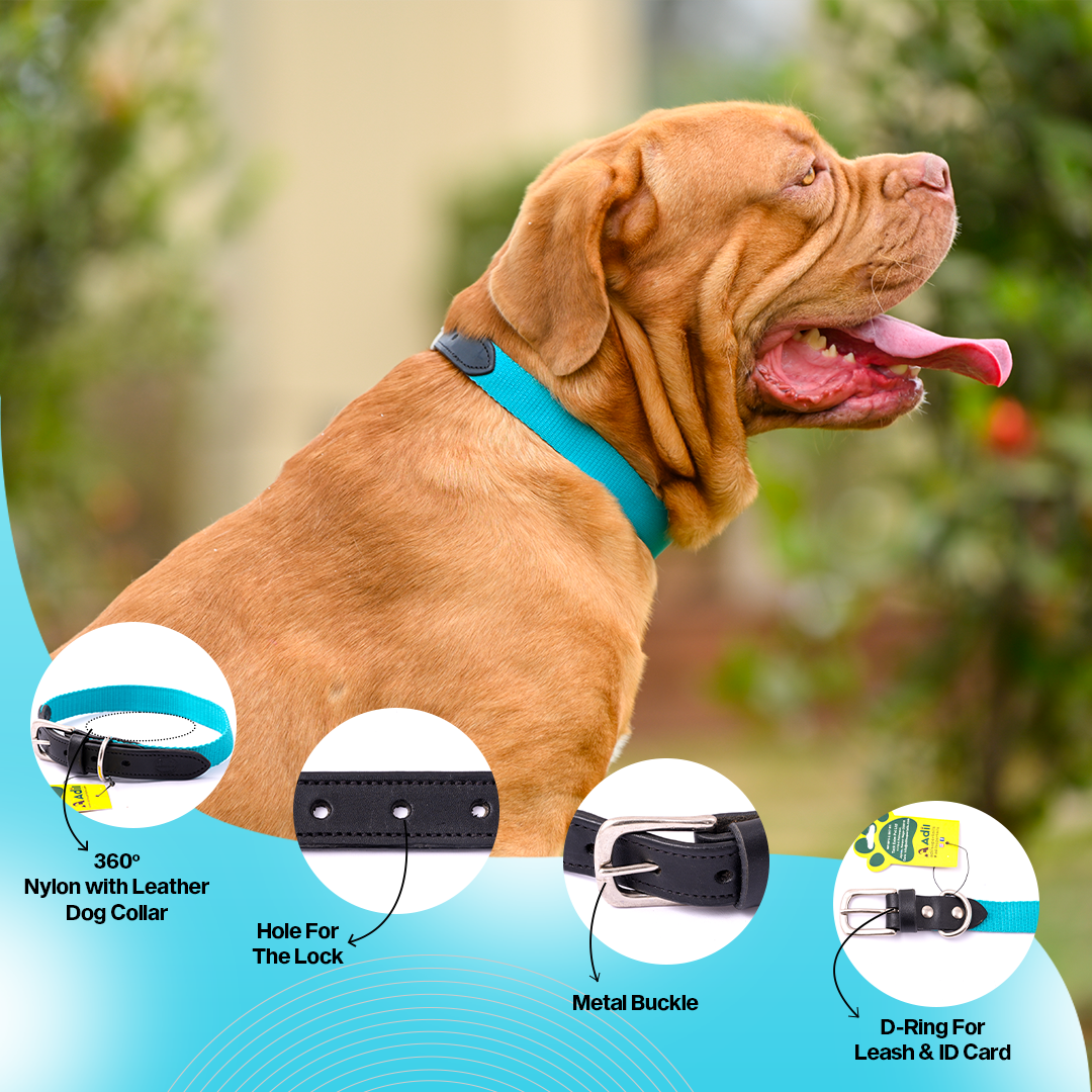 Nylon Dog Collar with Leather finish and Adjustable Metal Buckle