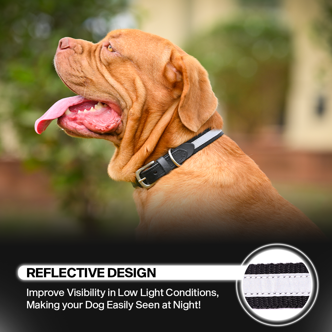 Adil's Reflective Nylon Dog Collar Adjustable Collar with Metal Buckle