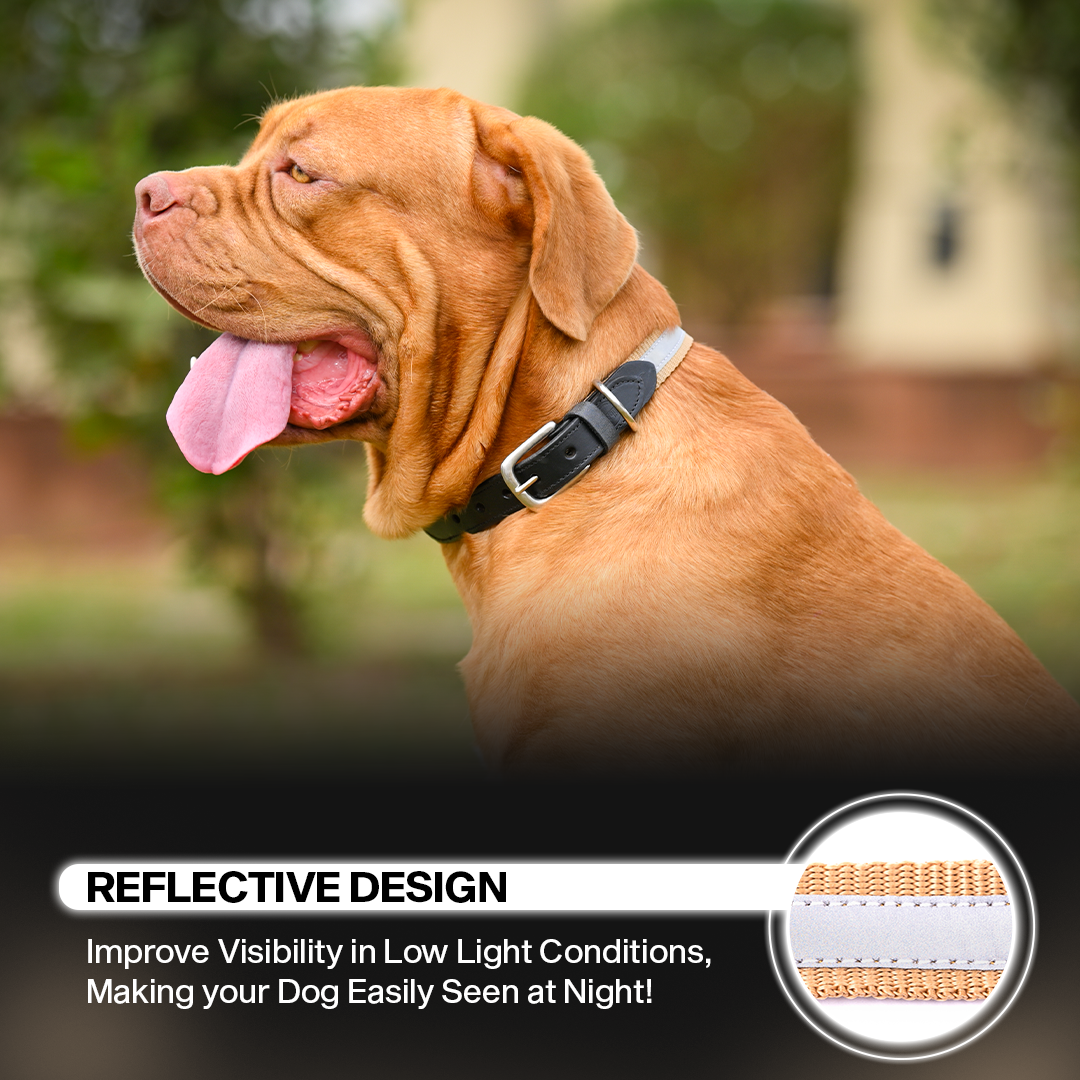 Adil's Reflective Nylon Dog Collar Adjustable Collar with Metal Buckle