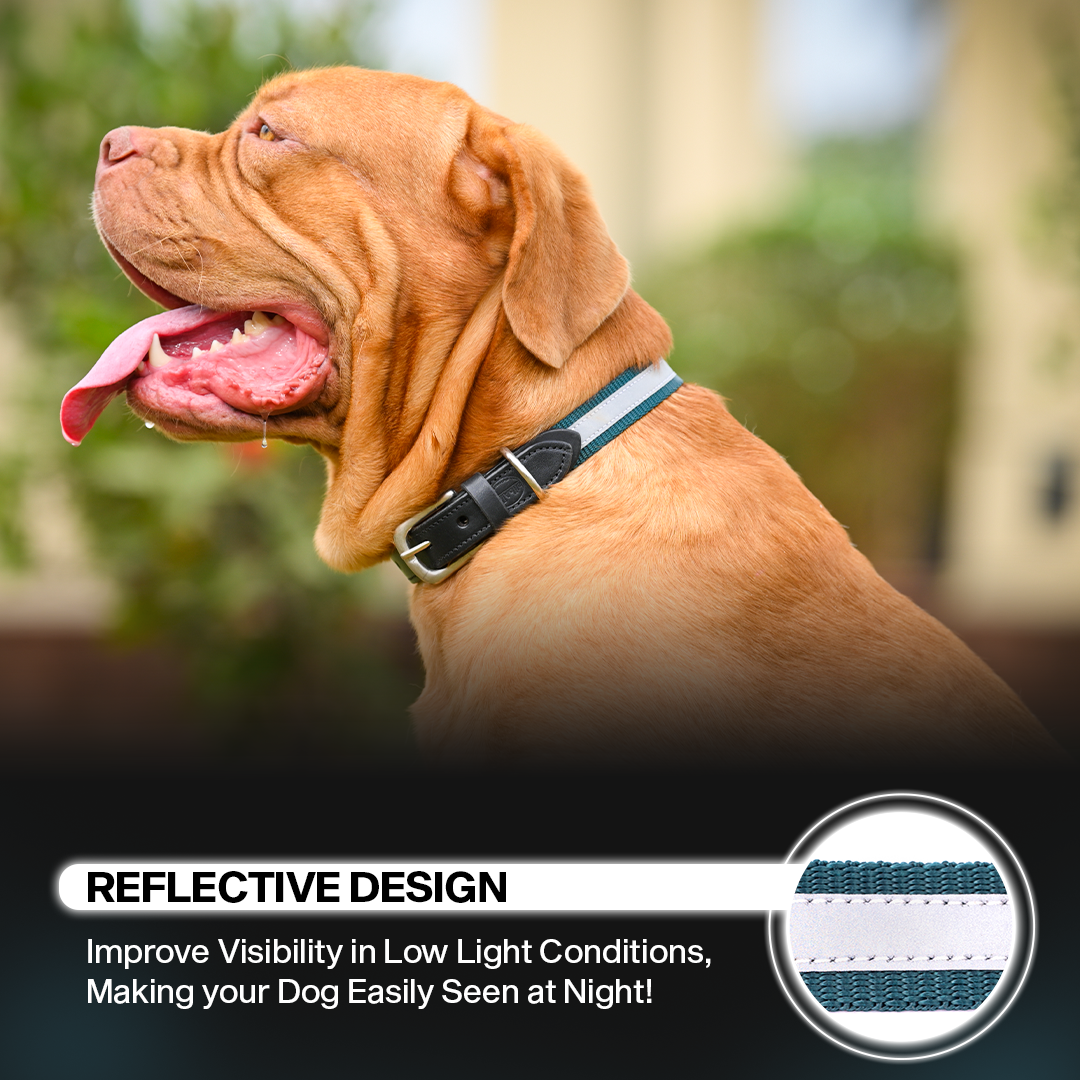 Adil's Reflective Nylon Dog Collar Adjustable Collar with Metal Buckle