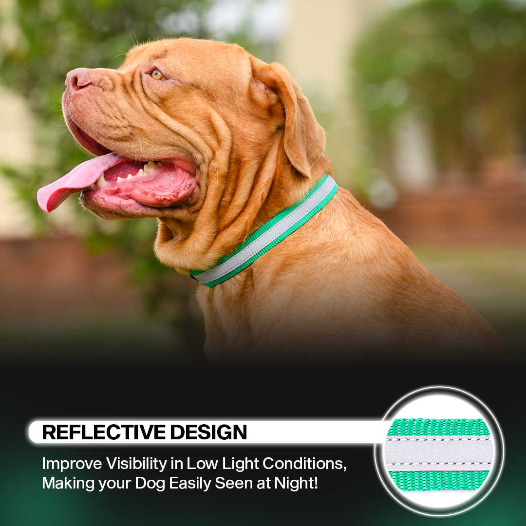 Adil's Reflective Nylon Dog Collar Adjustable Collar with Metal Buckle