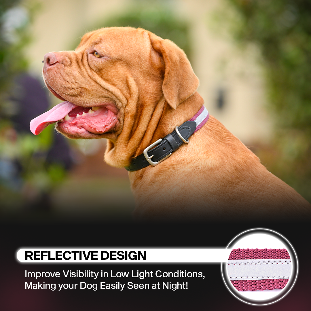 Adil's Reflective Nylon Dog Collar Adjustable Collar with Metal Buckle