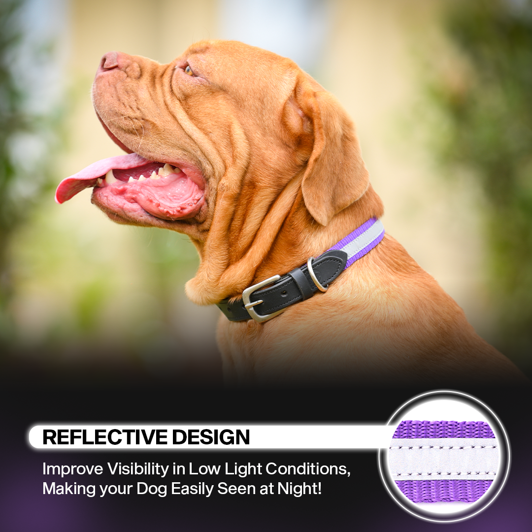 Adil's Reflective Nylon Dog Collar Adjustable Collar with Metal Buckle