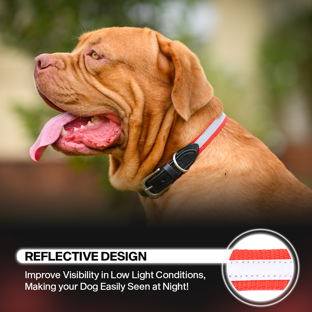Adil's Reflective Nylon Dog Collar Adjustable Collar with Metal Buckle