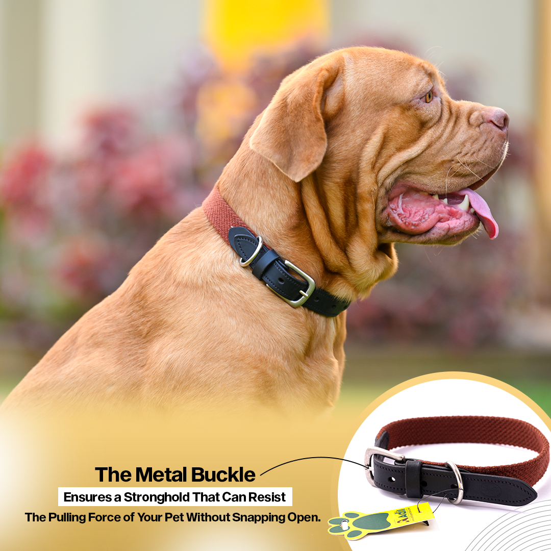 Adil's Plain Cotton with Leather Dog Collar With Adjustable Collar