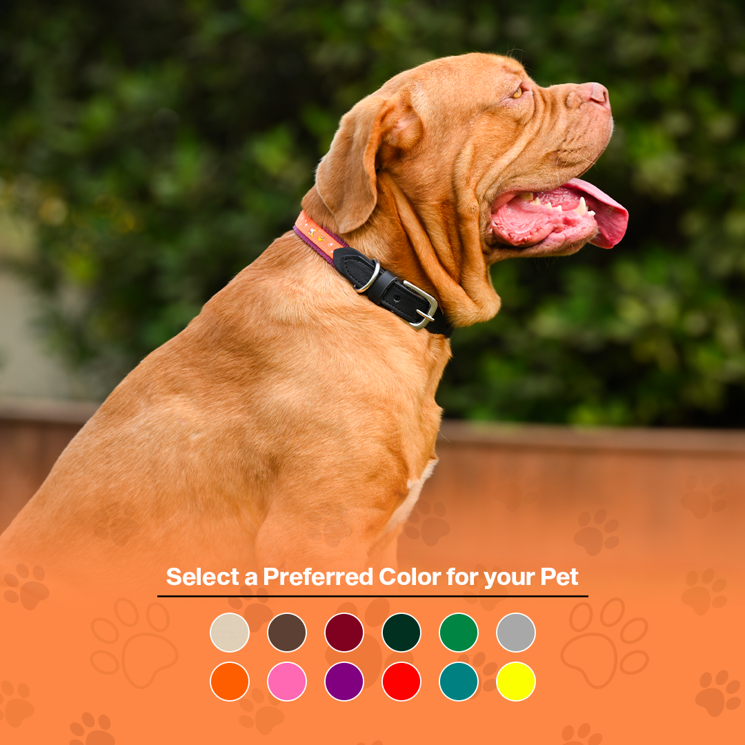 Nylon Dog Collar with Paw Print, Adjustable Metal Buckle