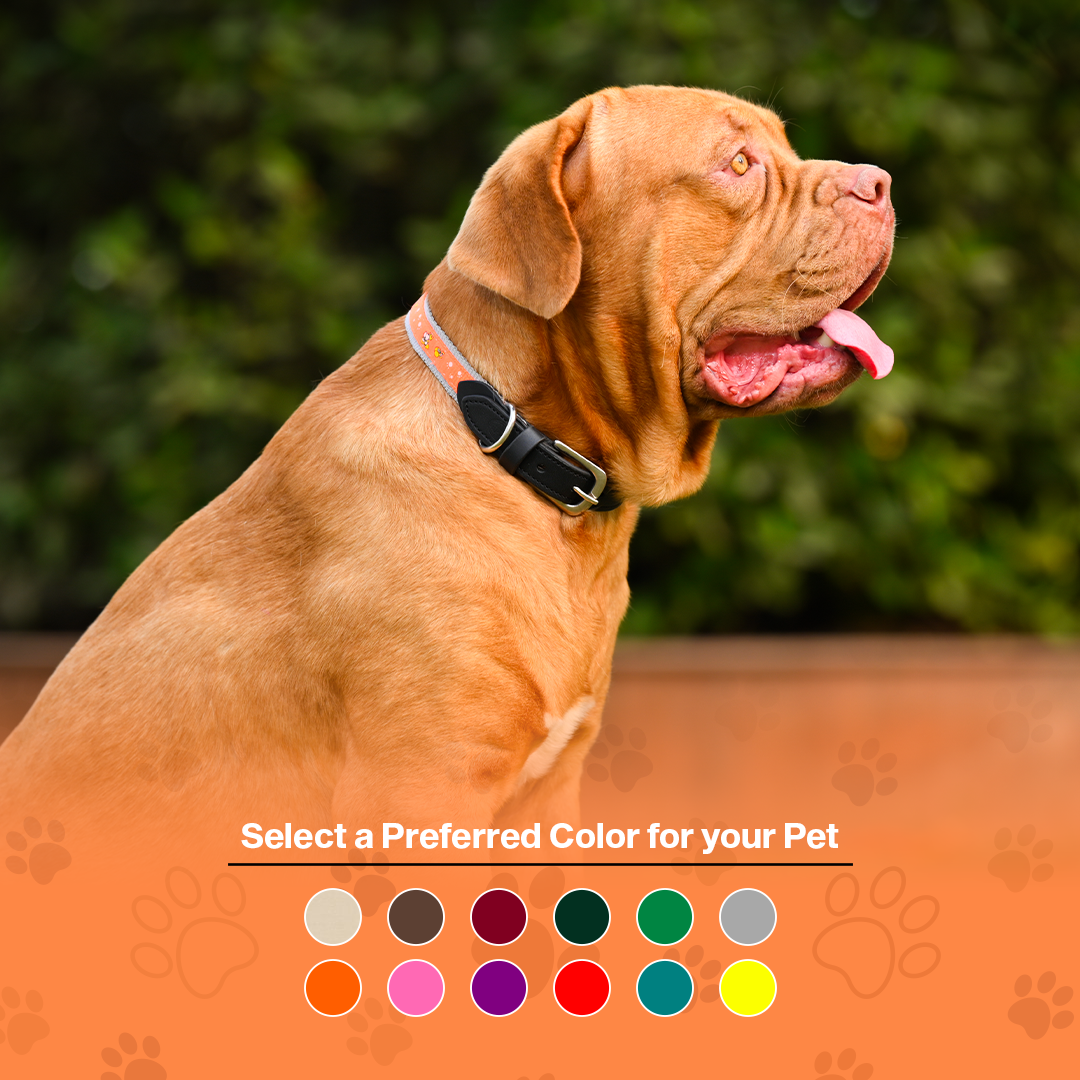 Nylon Dog Collar with Paw Print, Adjustable Metal Buckle