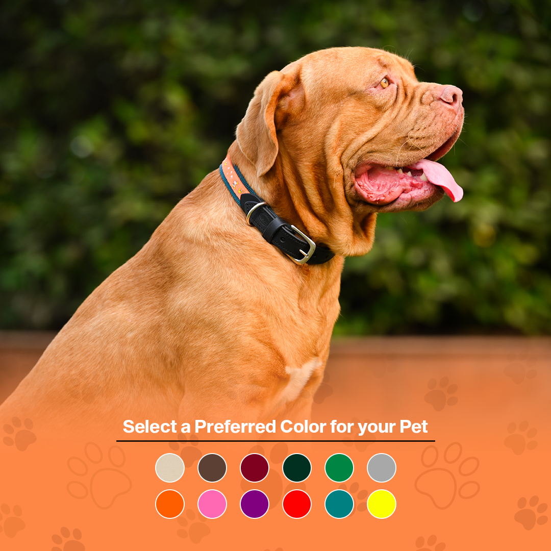 Nylon Dog Collar with Paw Print, Adjustable Metal Buckle