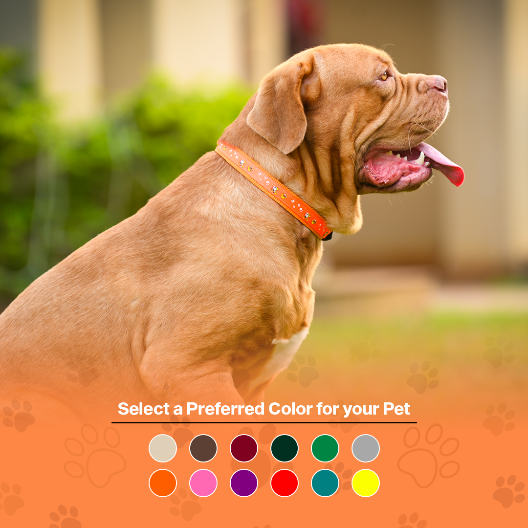 Nylon Dog Collar with Paw Print, Adjustable Metal Buckle