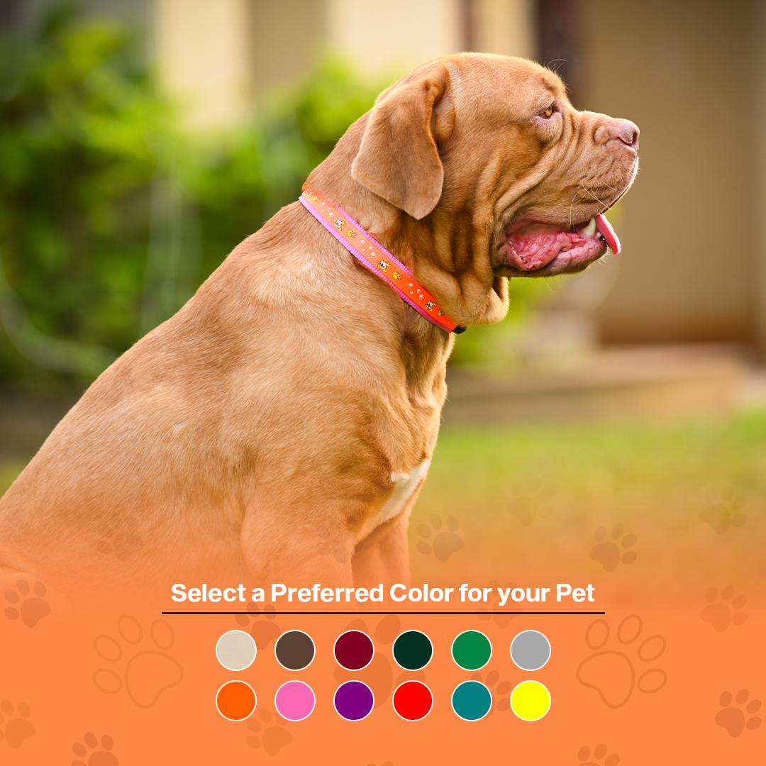 Nylon Dog Collar with Paw Print, Adjustable Metal Buckle